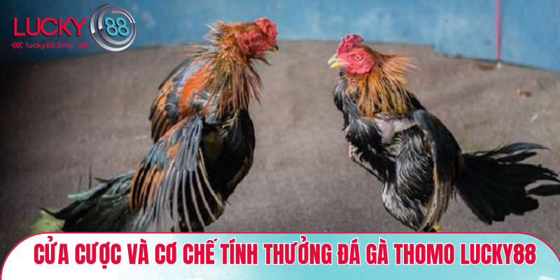 Cửa cược và cơ chế tính thưởng đá gà thomo Lucky88