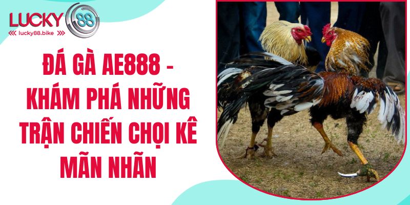 đá gà ae888 khám phá những trận chiến kê mãn nhãn
