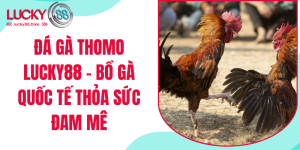 đá gà thomo lucky88