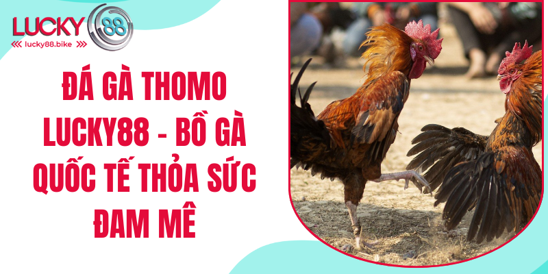 đá gà thomo lucky88