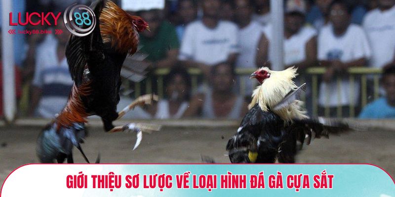 Giới thiệu sơ lược về loại hình đá gà cựa sắt