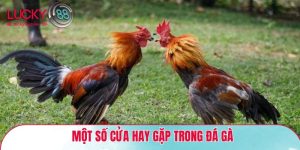 một số cửa hay gặp trong đá gà