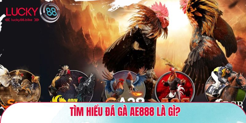 Tìm hiểu đá gà AE888 là gì?